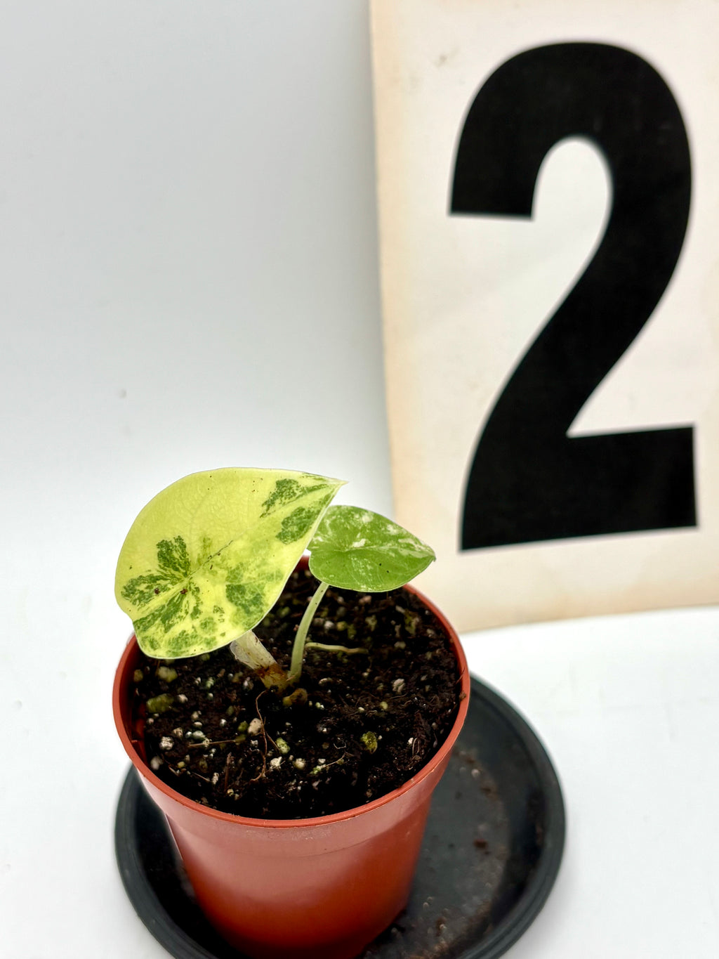 Alocasia Melo Tricolor Pflanze von Exotic-Flowers mit grünen, weißen und purpurnen Blättern, im Top aufgestellt.