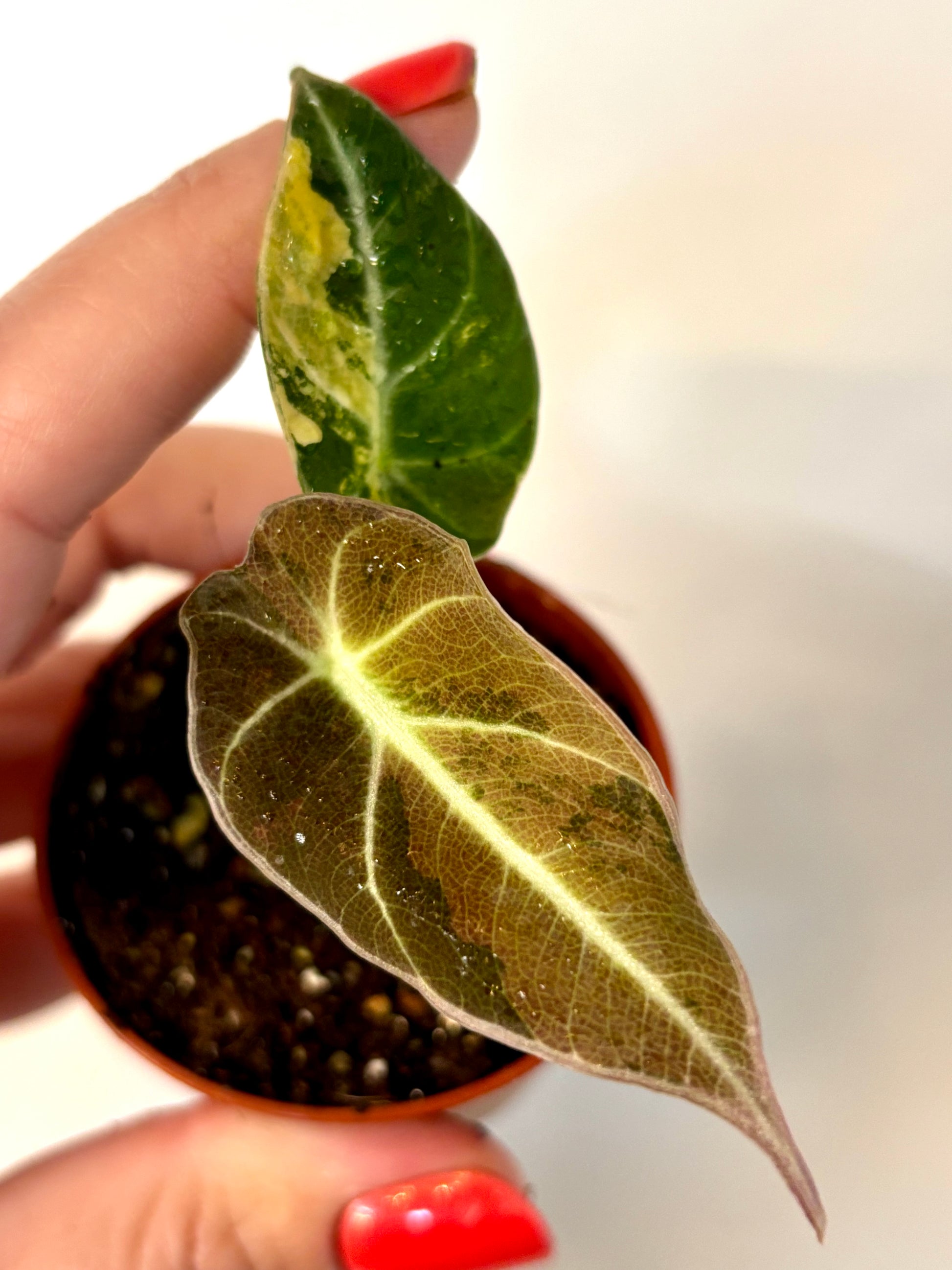 Alocasia Black Velvet Aurea Variegata - Exotic-Flowers