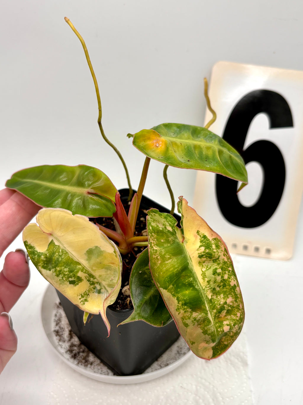 Philodendron Billietiae Variegata