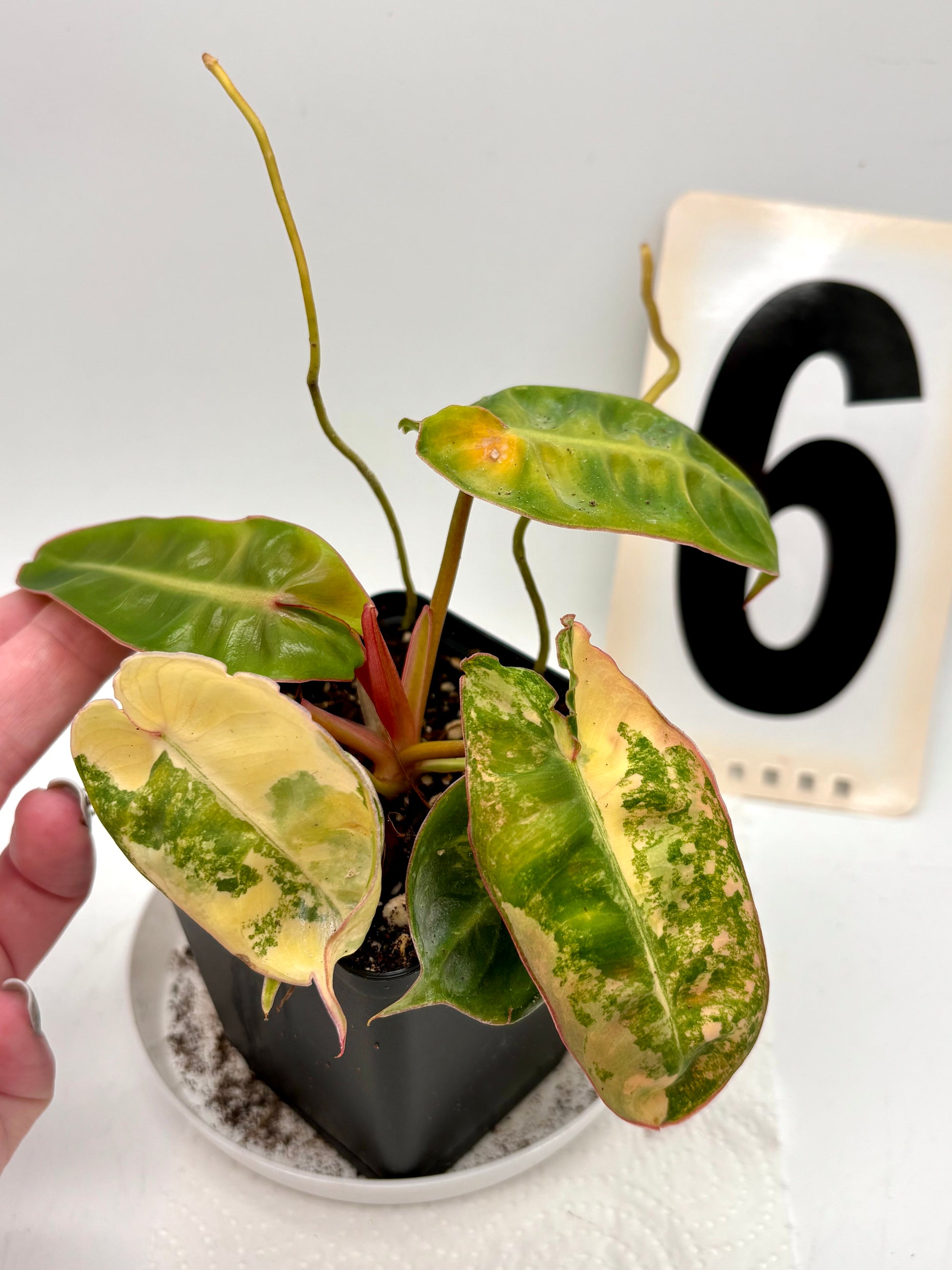 Philodendron Billietiae Variegata