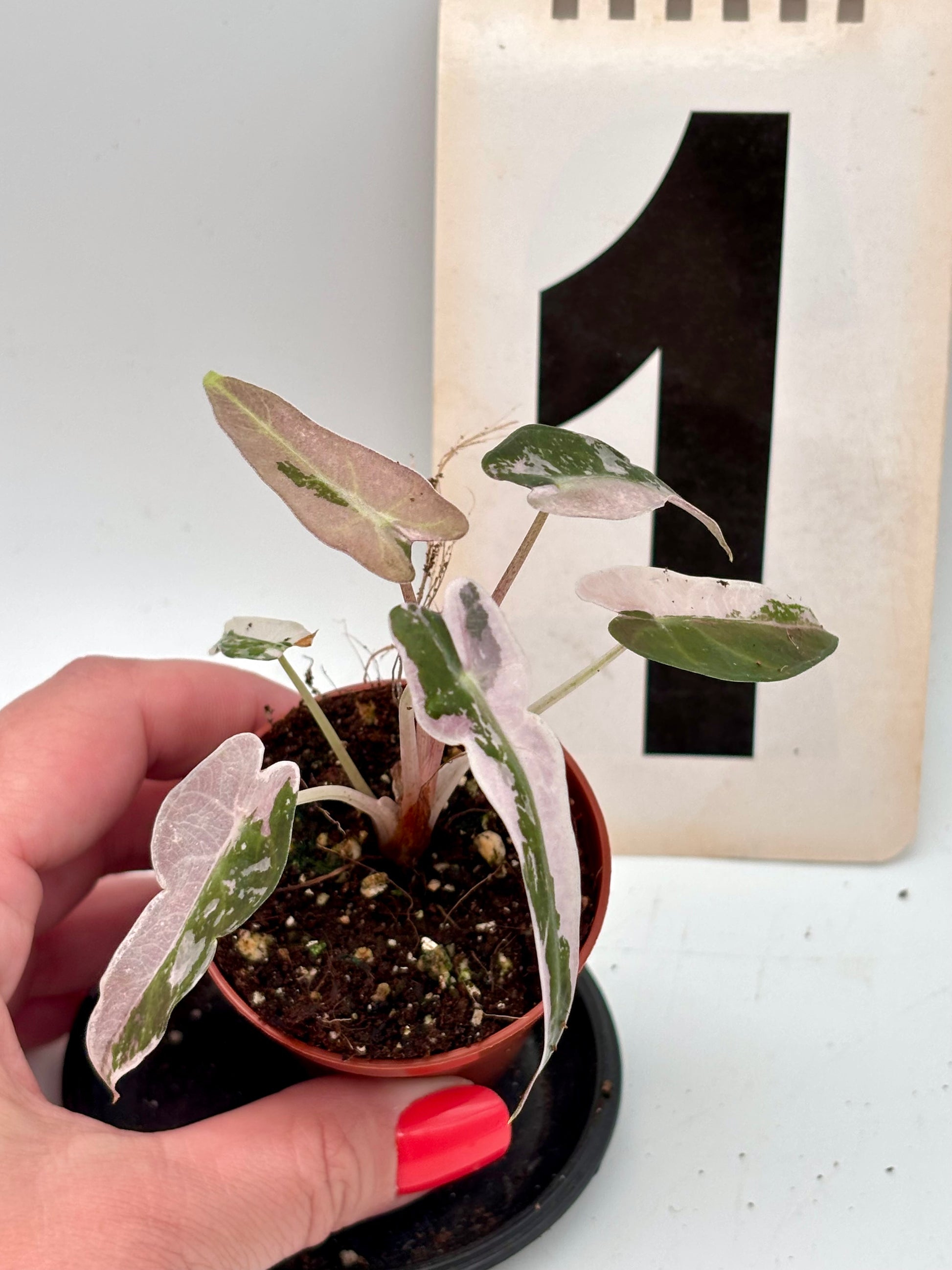 Alocasia Bambino Variegata - Exotic-Flowers