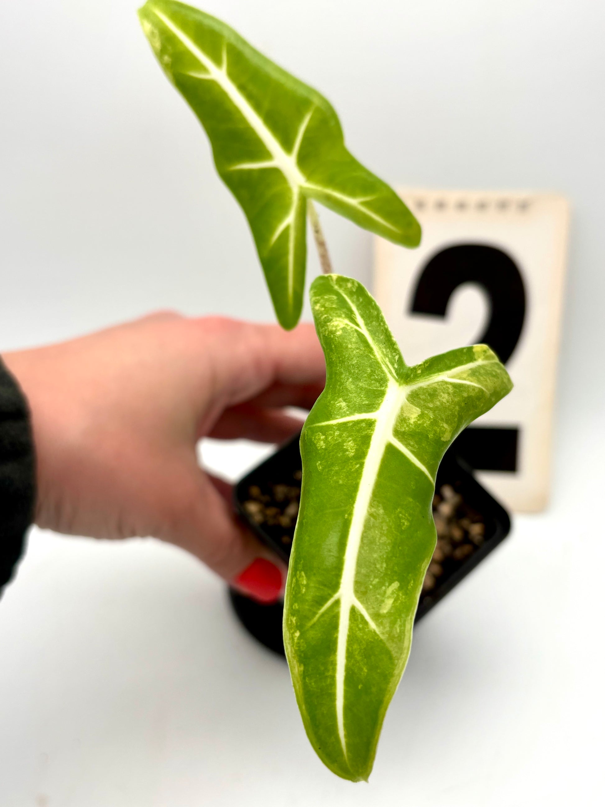 Alocasia Sarian Aurea Variegata Pflanze mit grünen und gelblichen, variierten Blättern, exotische Zimmerpflanze, von Exotic-Flowers