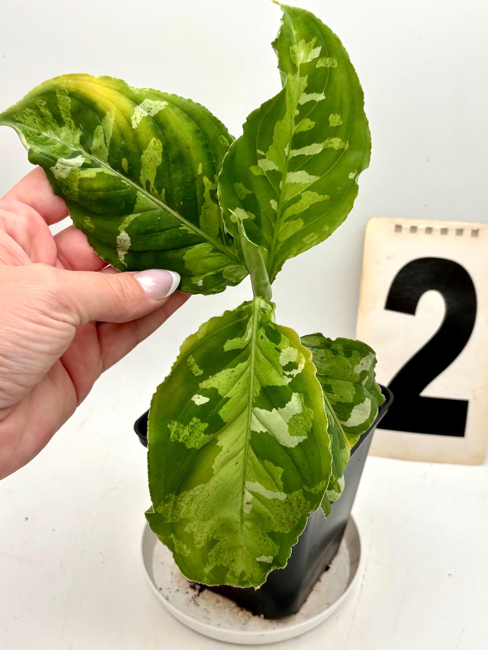 Aglaonema Pictum Tricolor