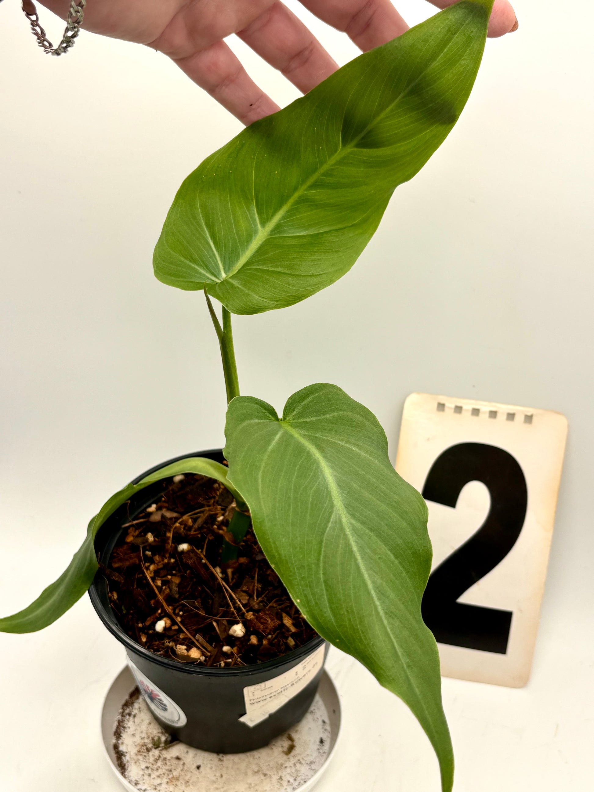 Philodendron Maximum