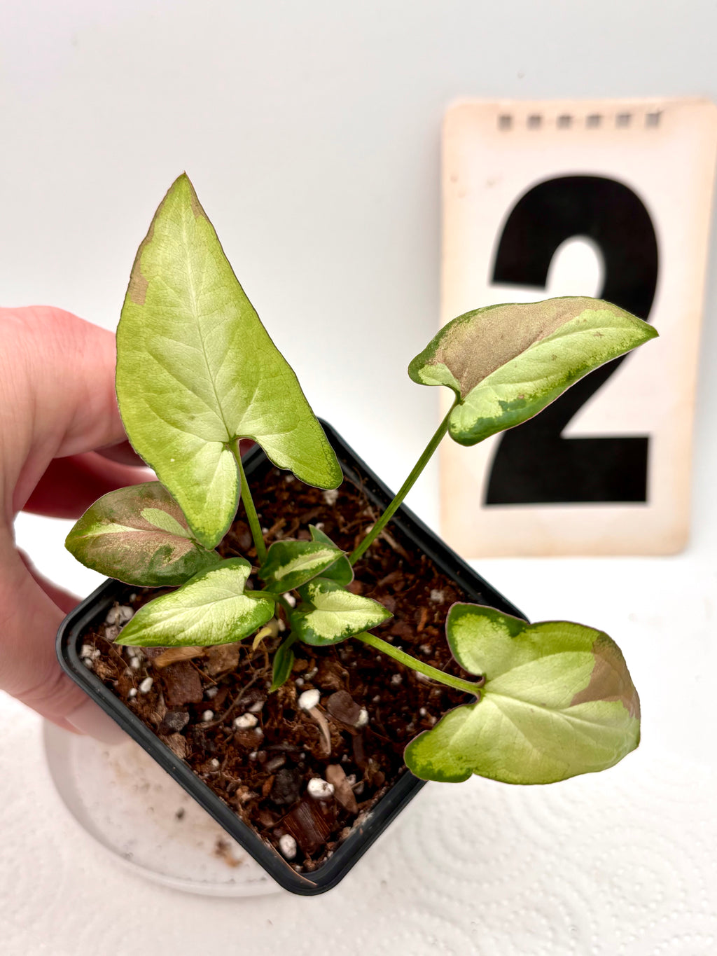 Syngonium Strawberry Milk