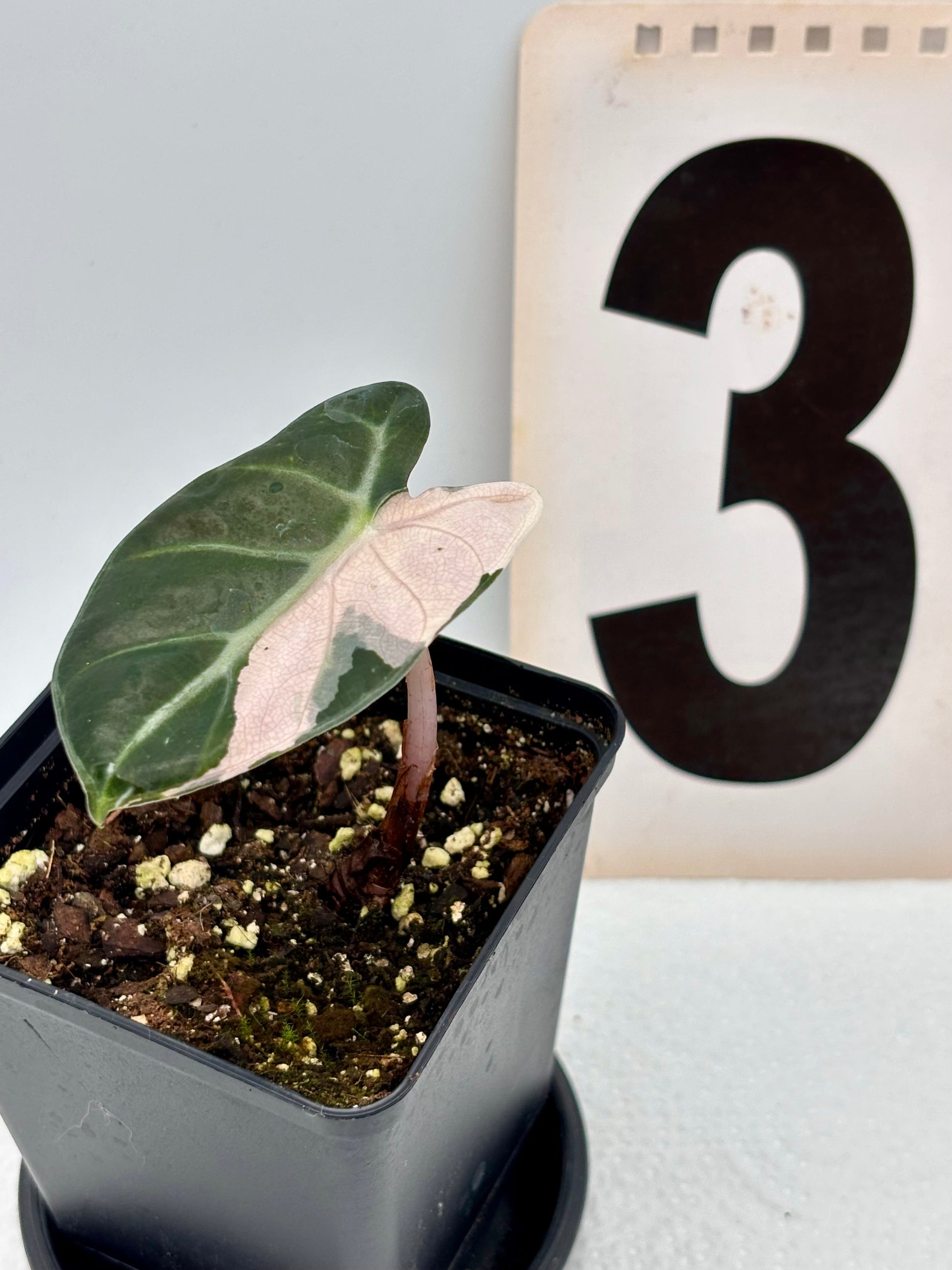 Alocasia Balloon Heart Variegata