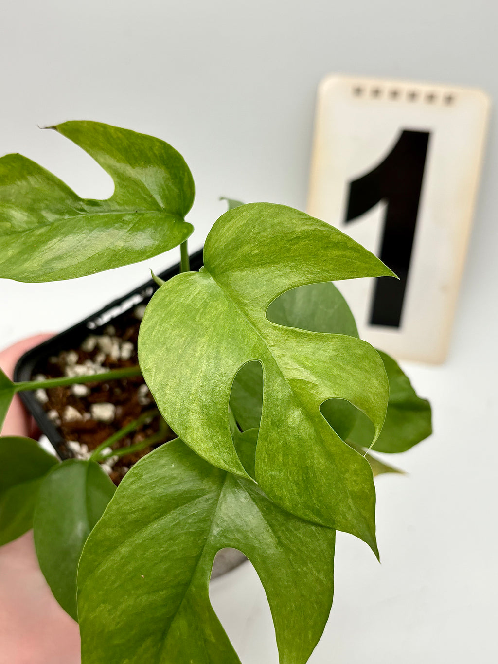 Rhaphidophora Tetrasperma Variegata Mint / Monstera Minima - Exotic-Flowers
