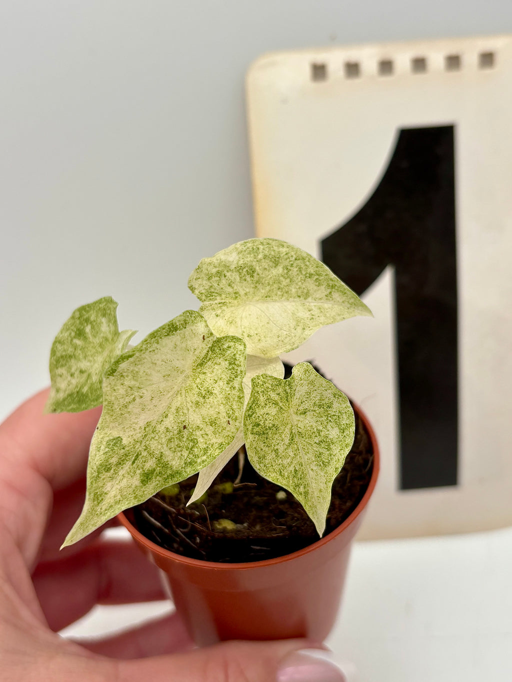 Alocasia Golden Bone Pink Mint Variegata