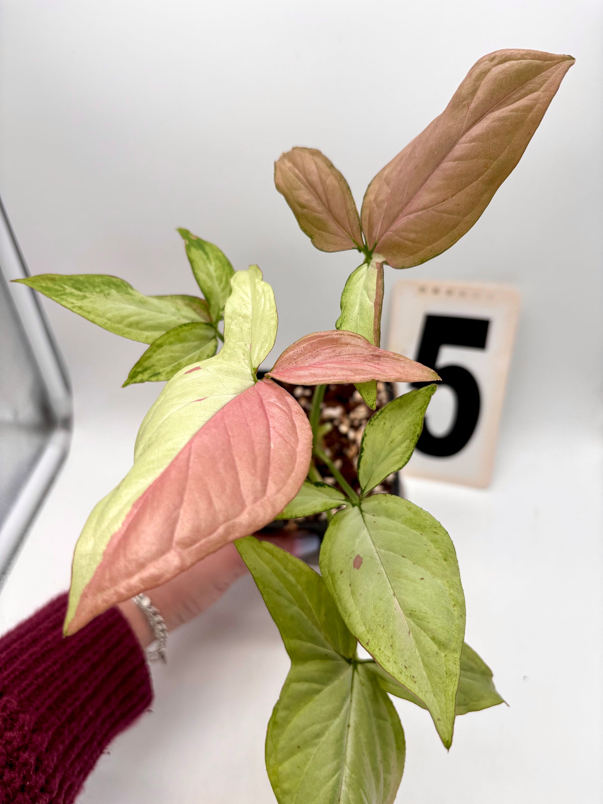 Syngonium Strawberry Milk