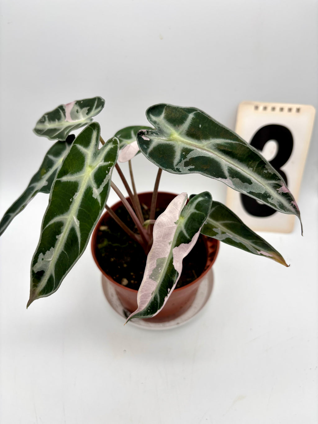 Alocasia Bambino Variegata
