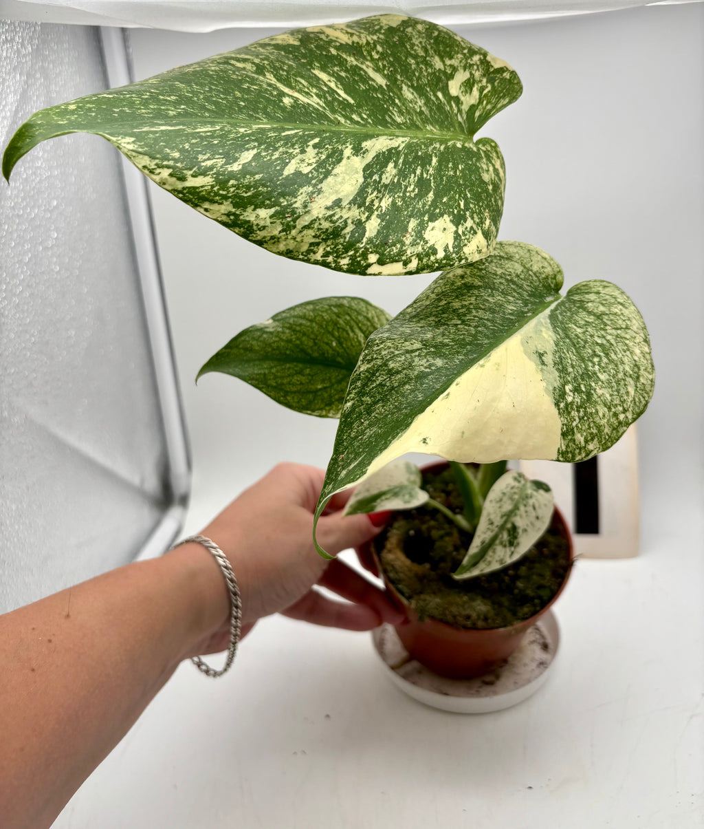 Monstera Mint Variegata