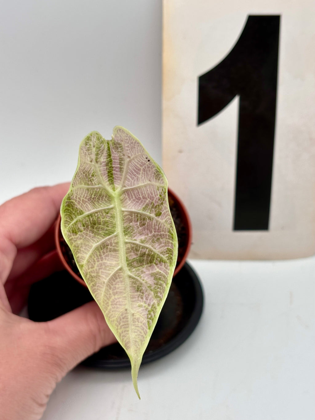 Alocasia Watsoniana Doff Variegata