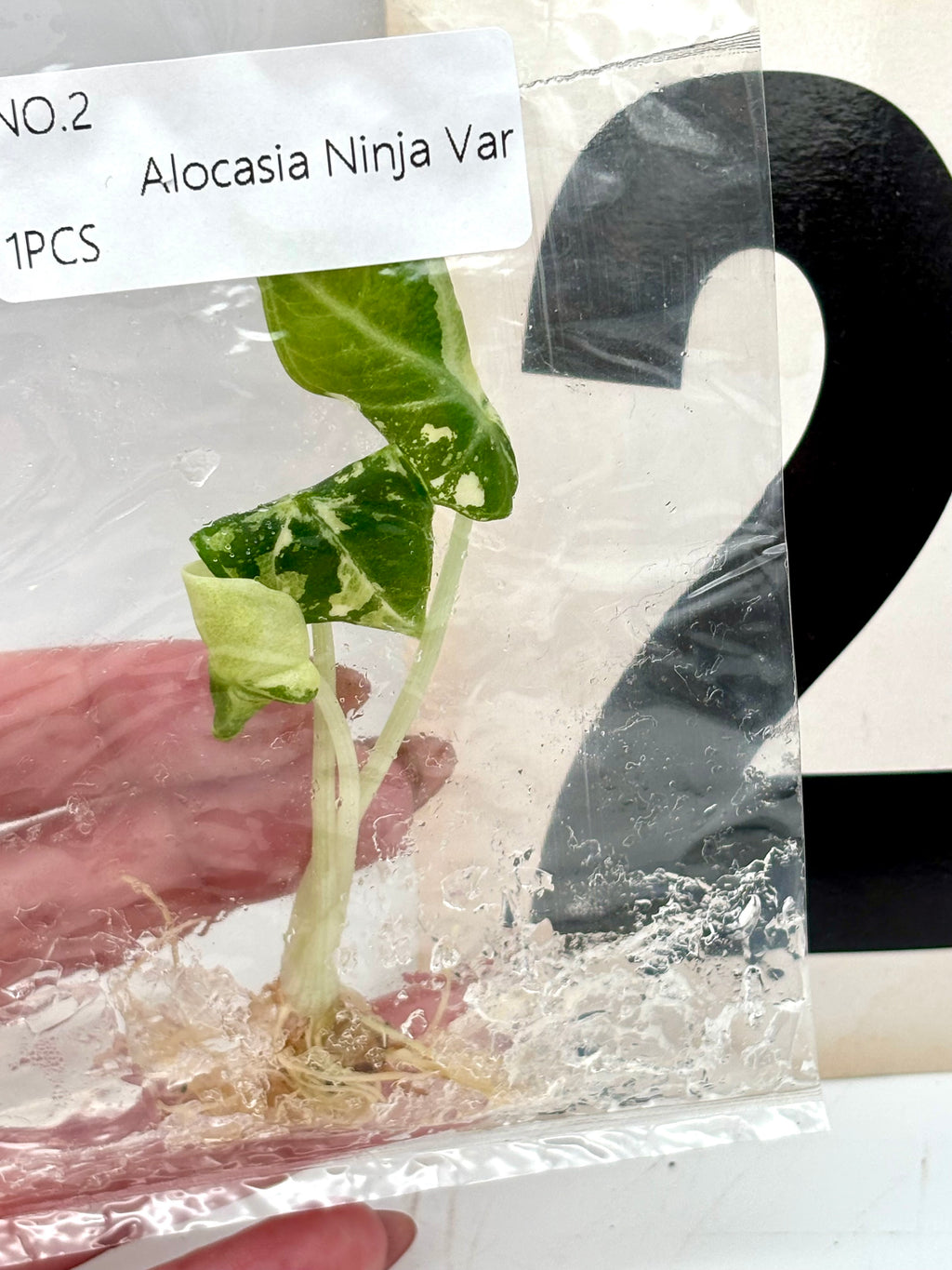 TC - Alocasia Ninja Albo Variegata