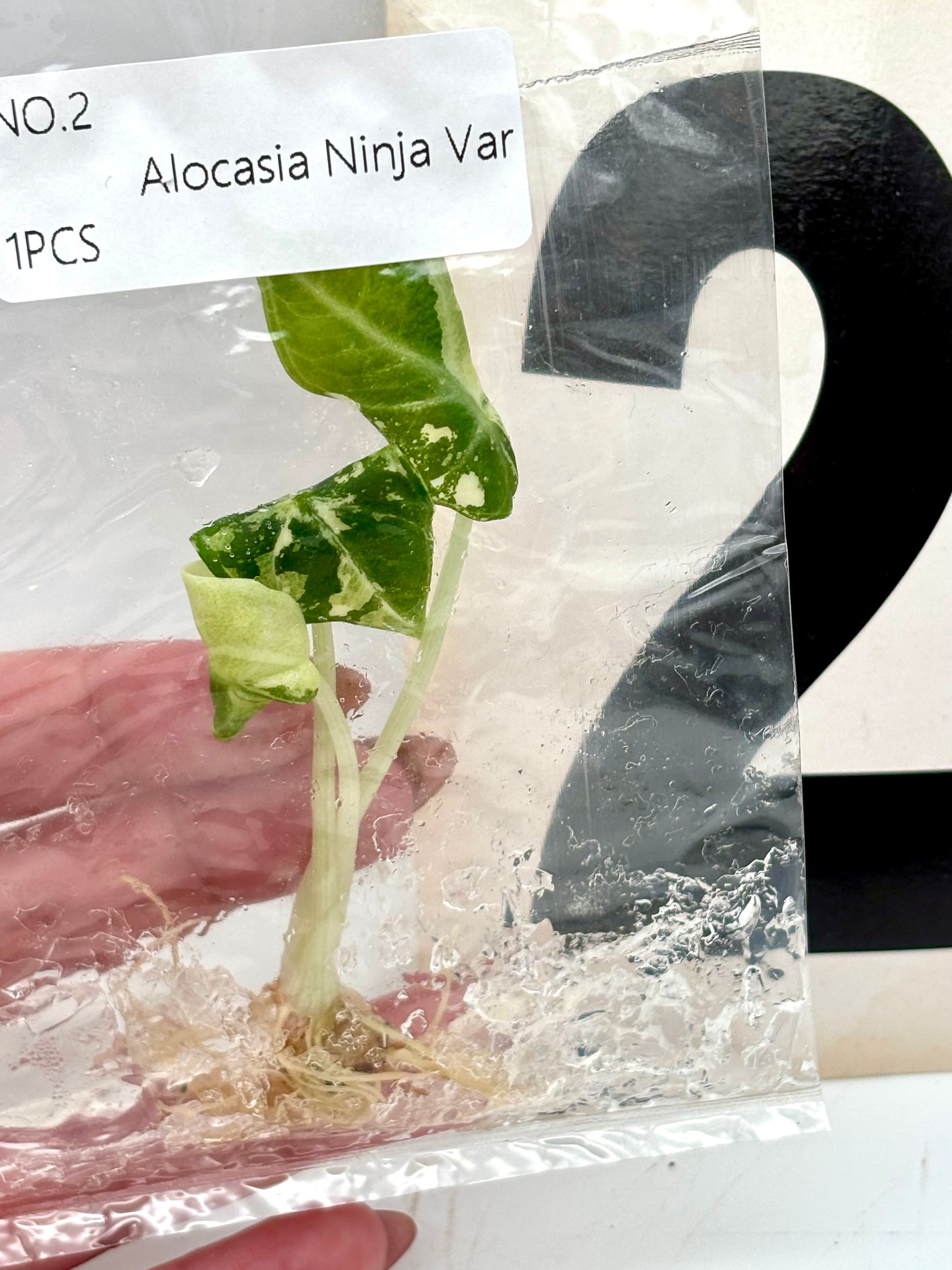 TC - Alocasia Ninja Albo Variegata