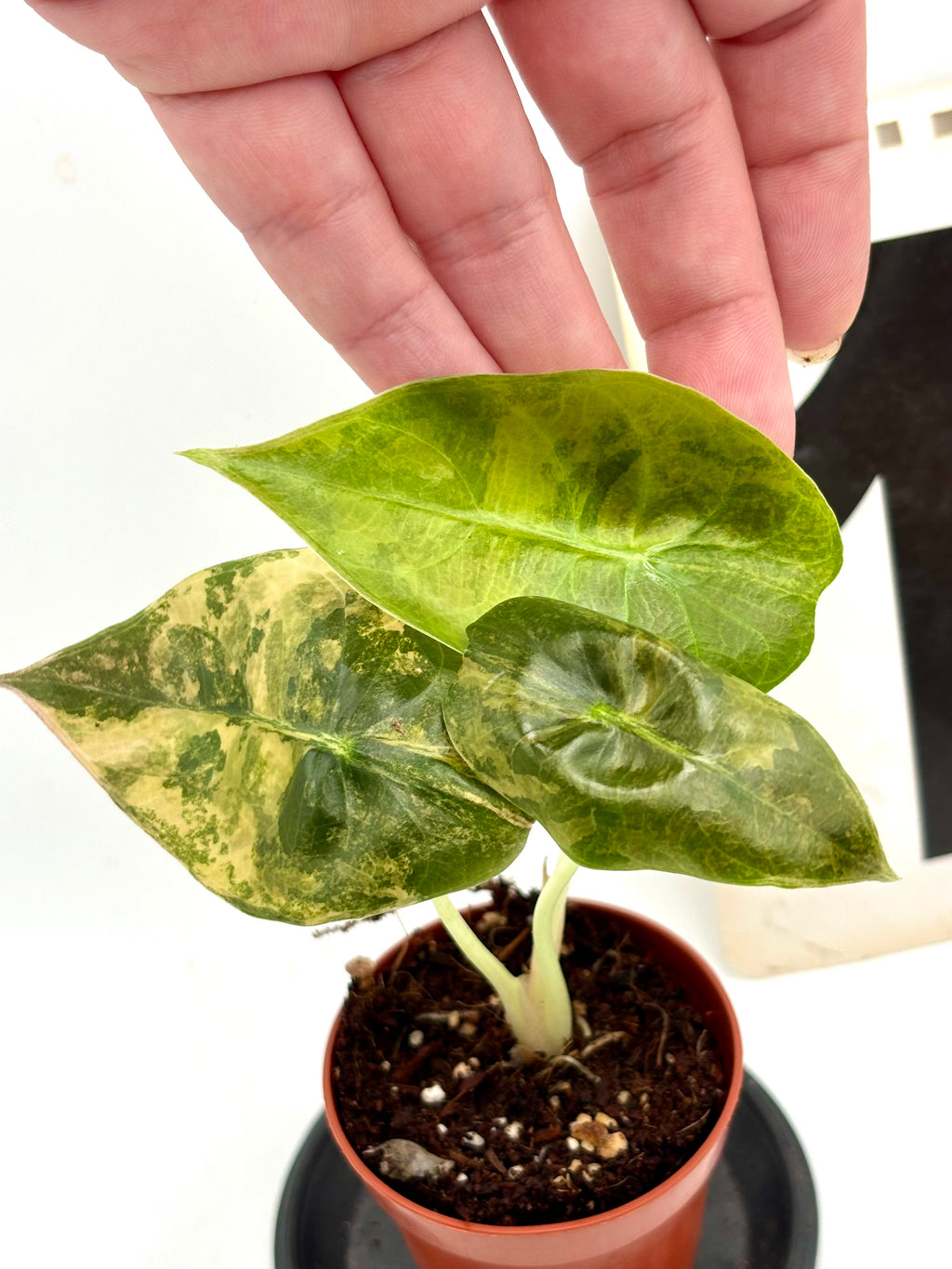 Alocasia Sedenii Aurea Variegata