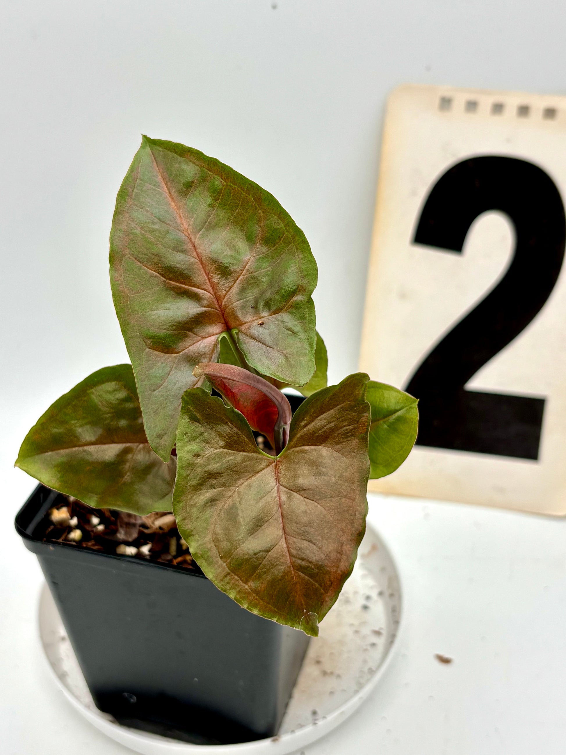 Syngonium Brocante Pflanze von Exotic-Flowers mit grünen Blättern und dekorativem Blattmuster, Innenraumdekoration