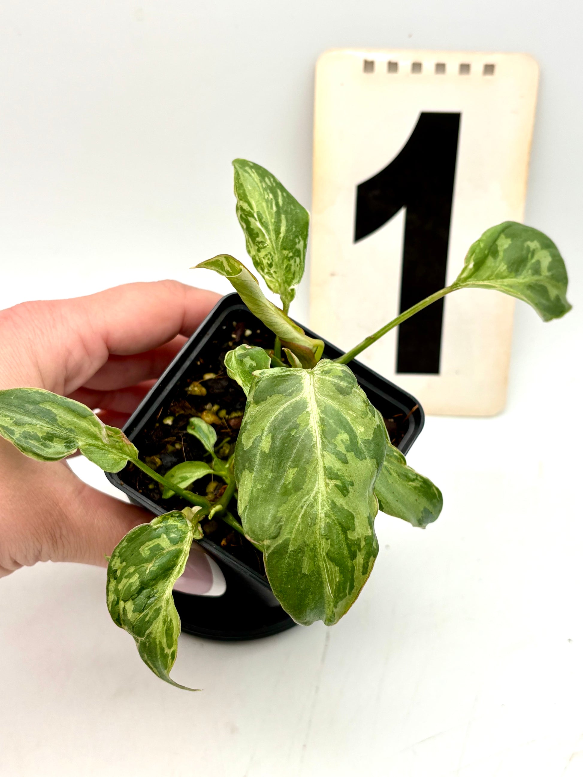 Jungpflanze des Philodendron Gloriosum Variegata, auch Snow Leopard, mit grün-weißer Blattmarmorierung, von Exotic-Flowers