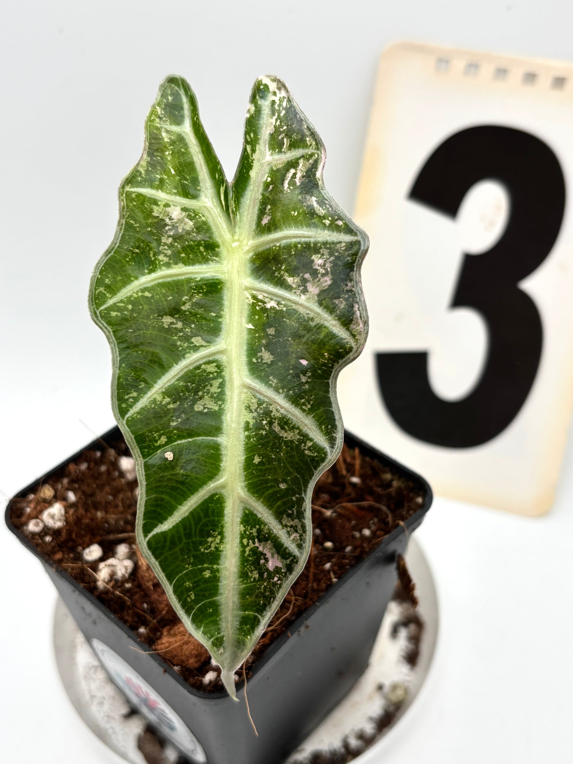 Alocasia Polly Variegata - Exotic-Flowers