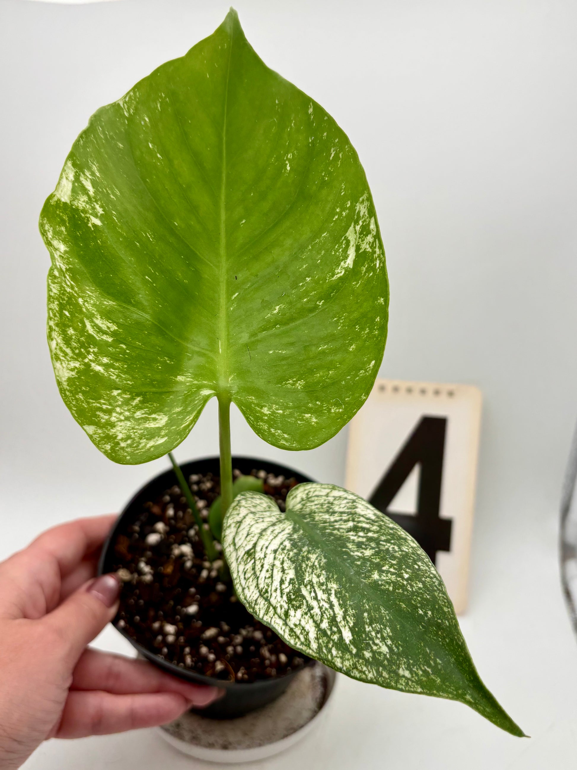 Monstera Devil Monster Variegata