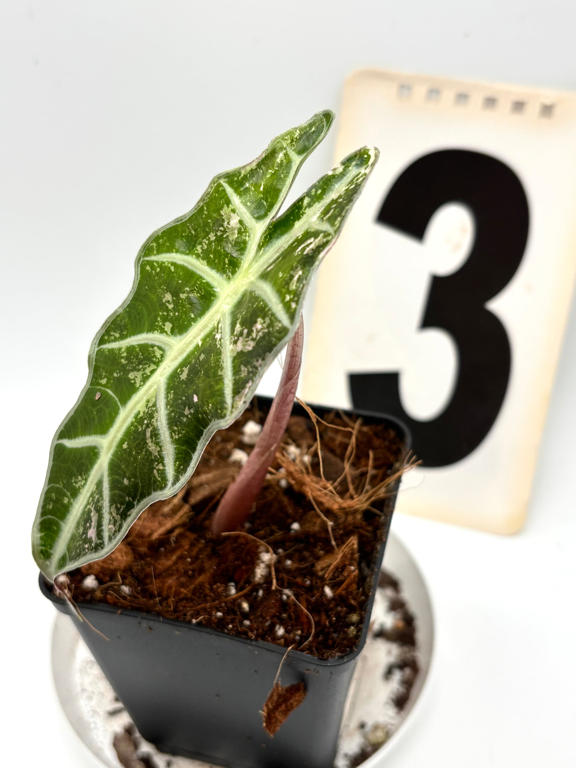 Alocasia Polly Variegata - Exotic-Flowers