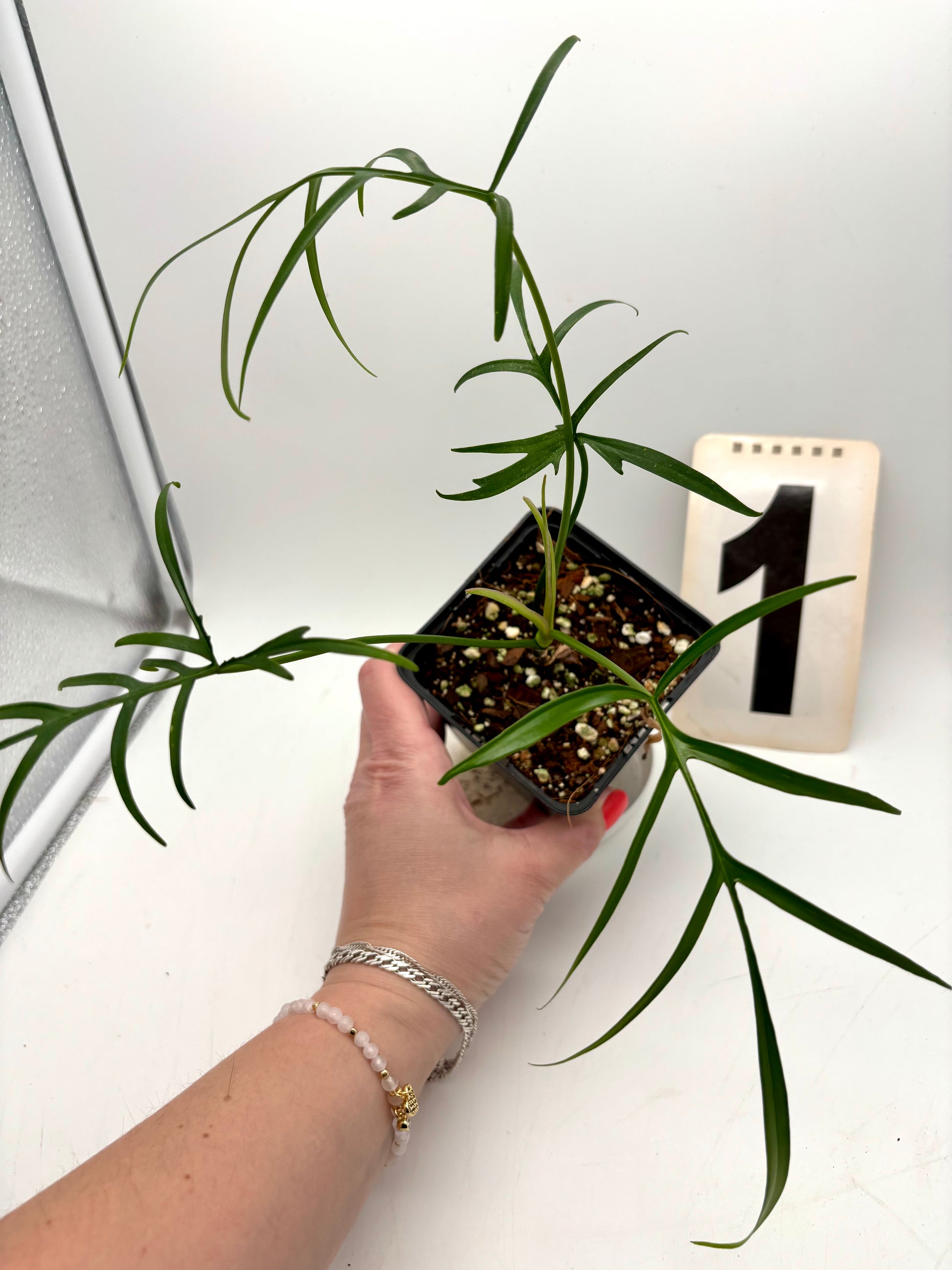 Grüner Philodendron Polypodioides von Exotic-Flowers, mit hängenden, fein gefiederten Blättern, auf einem modernen Pflanzenständer.