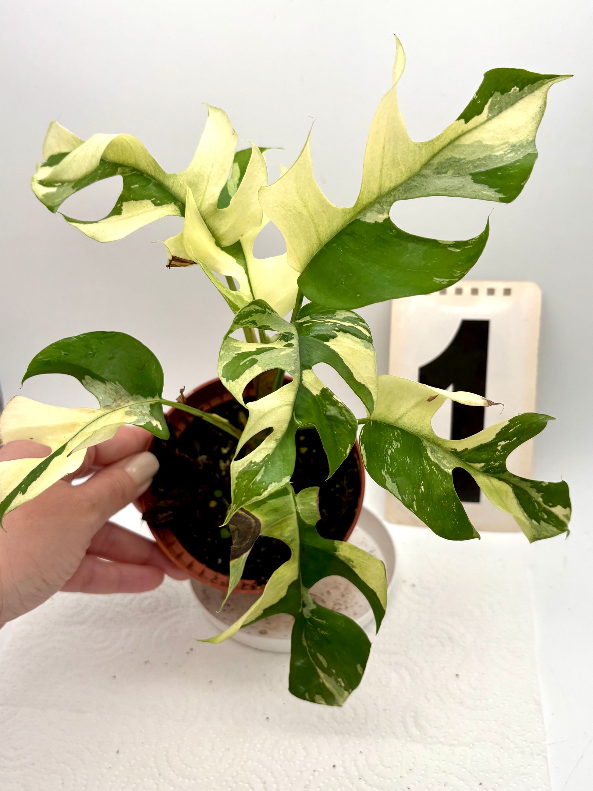 Rhaphidophora Tetrasperma Albo Variegata / Monstera Minima