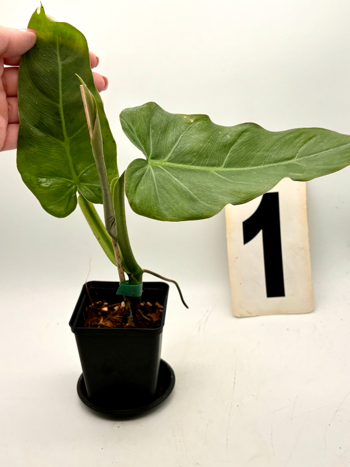 Philodendron Maximum