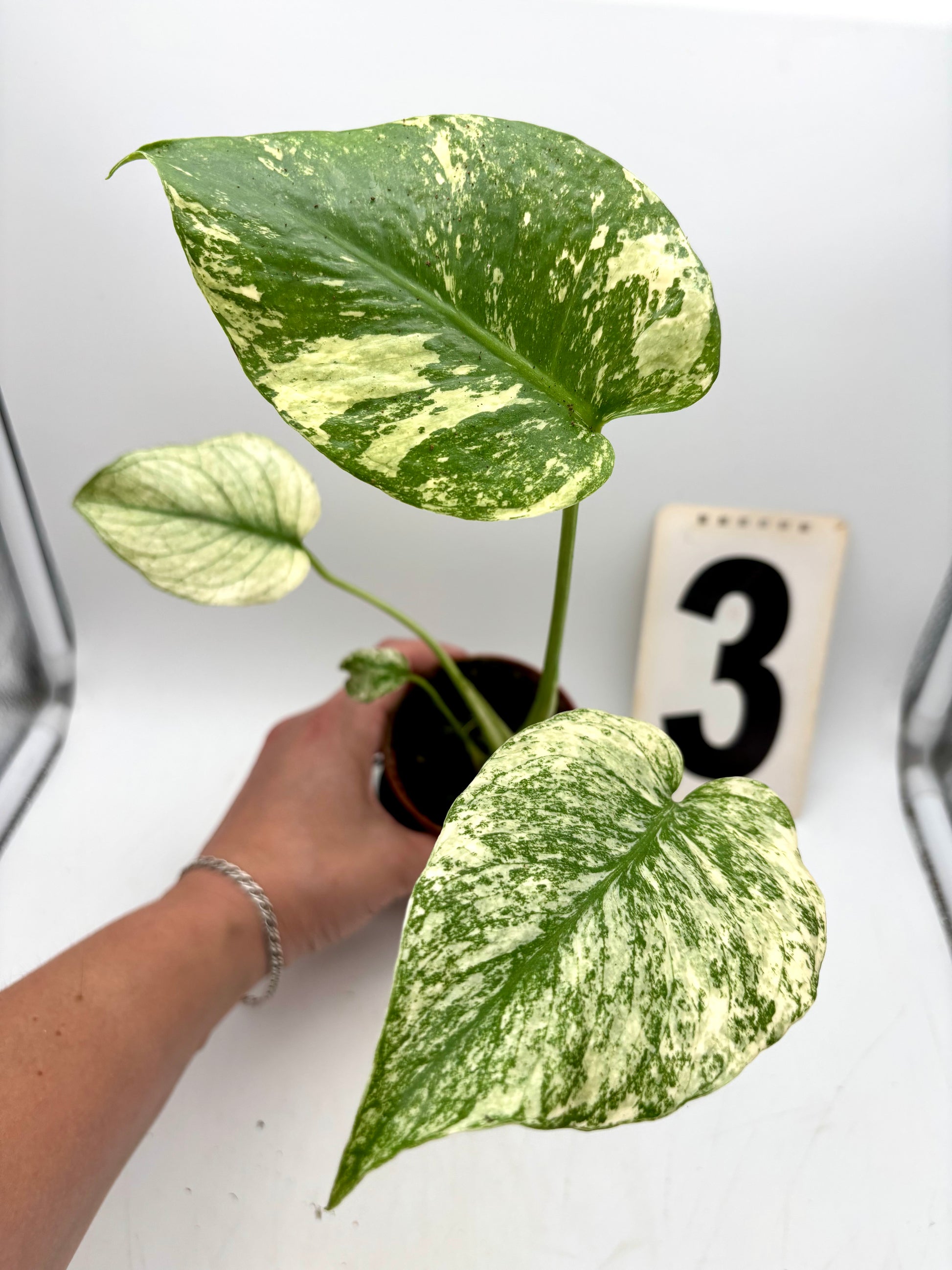 Monstera Mint Variegata