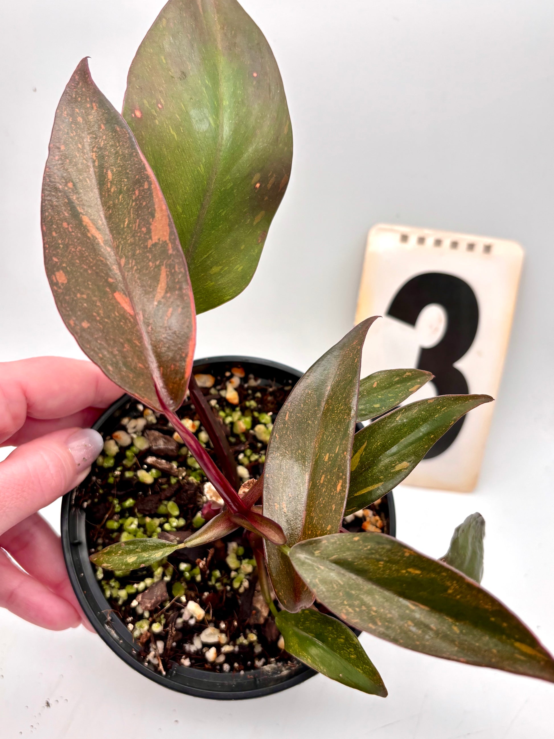 Philodendron Orange Princess - Exotic-Flowers