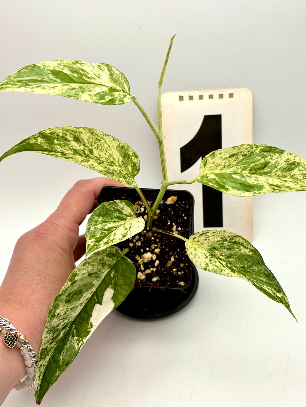 Epipremnum Cebu Blue Variegata Pflanze von Exotic-Flowers mit grünen und blauen variegierten Blättern
