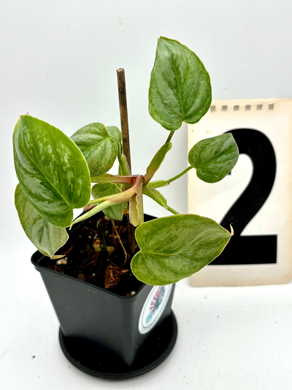 Grüner Philodendron Sodiroi mit großen, herzförmigen Blättern, im Topf, von Exotic-Flowers.