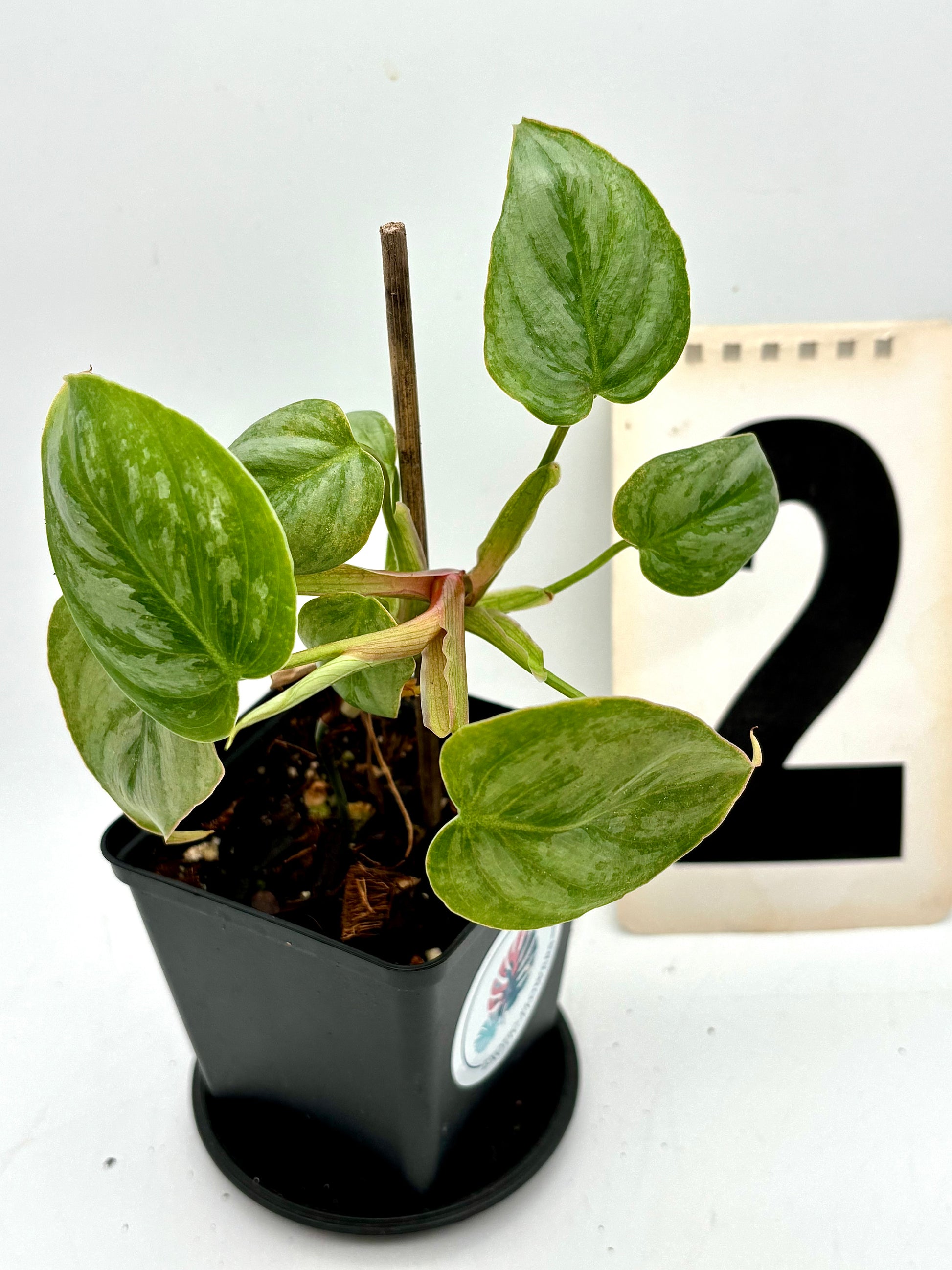 Grüner Philodendron Sodiroi mit großen, herzförmigen Blättern, im Topf, von Exotic-Flowers.