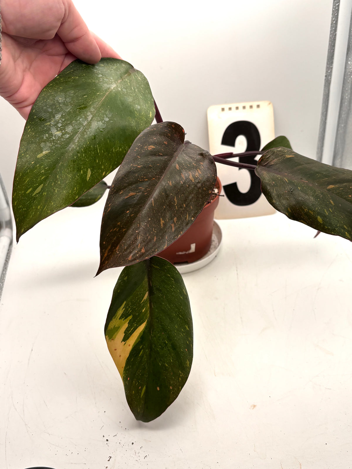 Philodendron Orange Princess Pflanze mit orangefarbenen Blättern, exotisch und lebendig, im Topf auf einem Balkon fotografiert