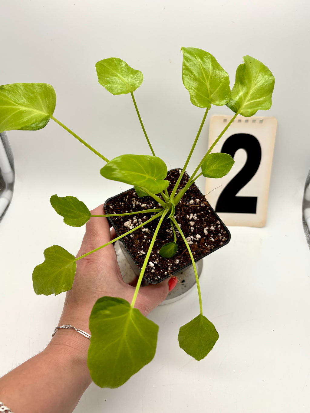 Philodendron Xanadu Dwarf Variegata