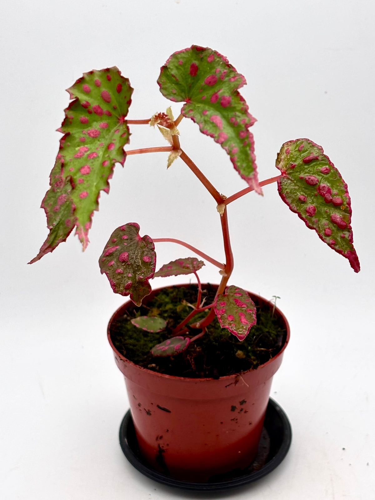 Rote Begonie NoID Pink Lady von Exotic-Flowers, blühende Zimmerpflanze mit rosa Blüten und grünen Blättern.
