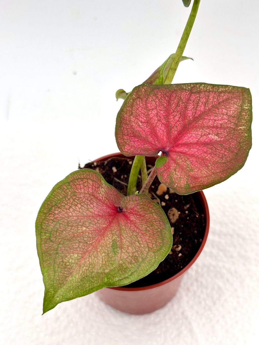 Bunte Caladium Lucia Pflanze mit großen grünen und roten Blättern, exotisches Zierpflanzenbild, von Exotic-Flowers