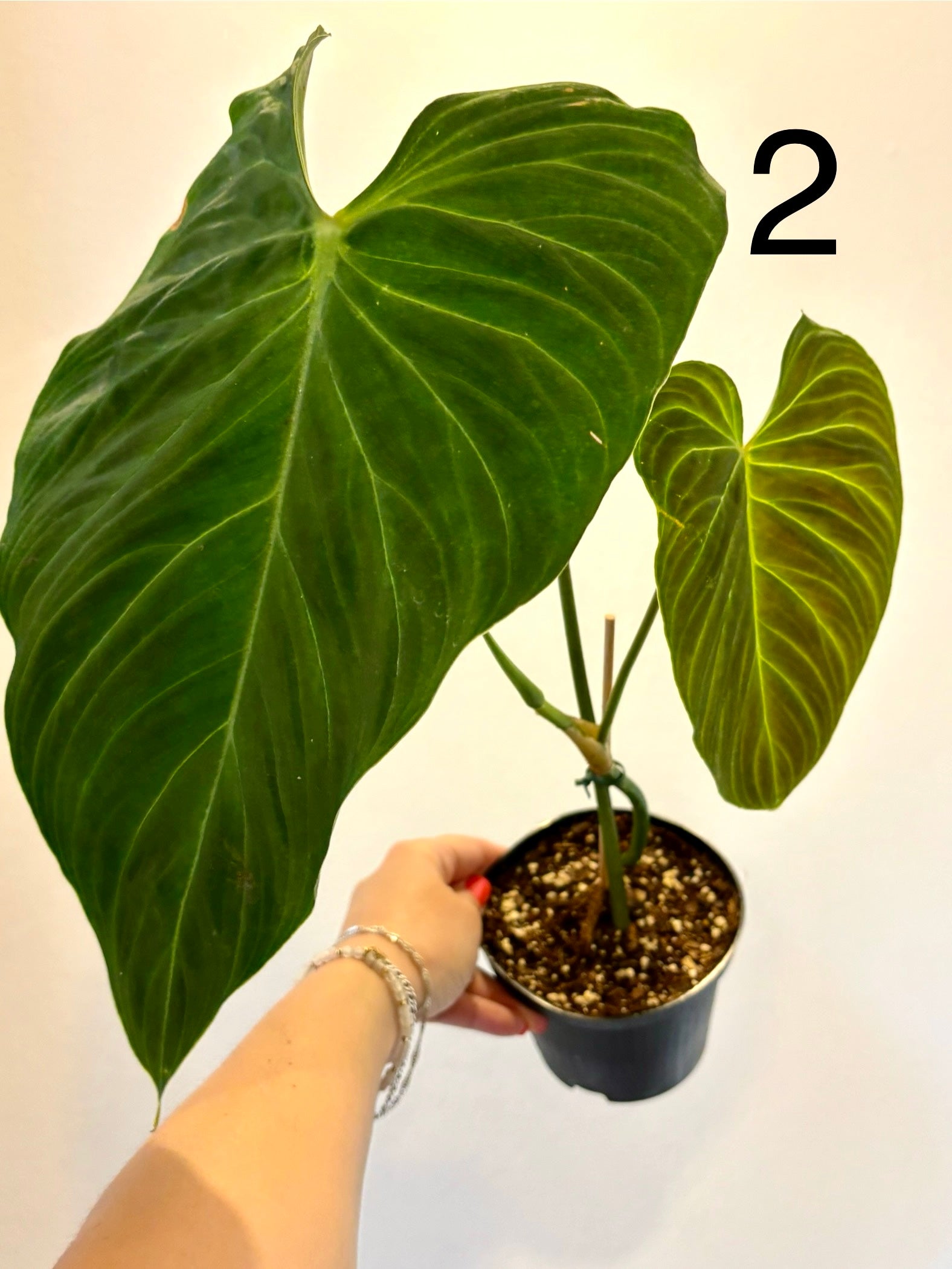 exotic philodendron Philodendron Splendid – Exotic-Flowers