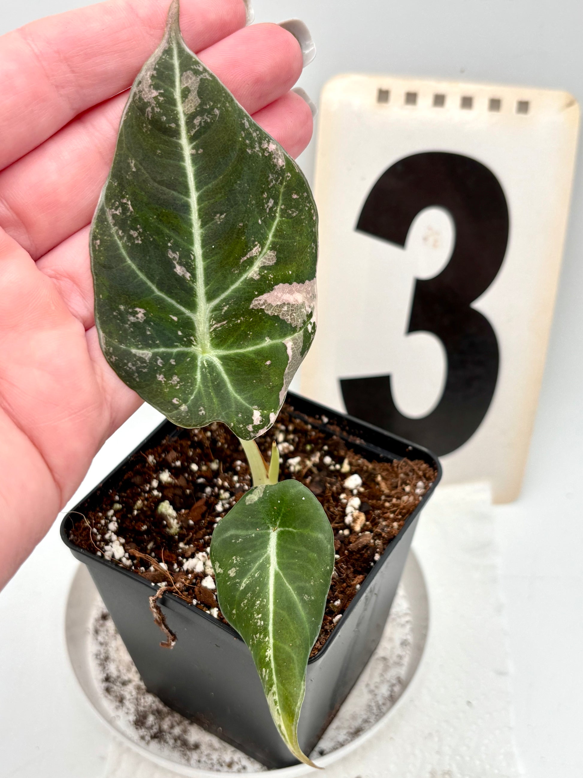 Alocasia Black Velvet Variegata