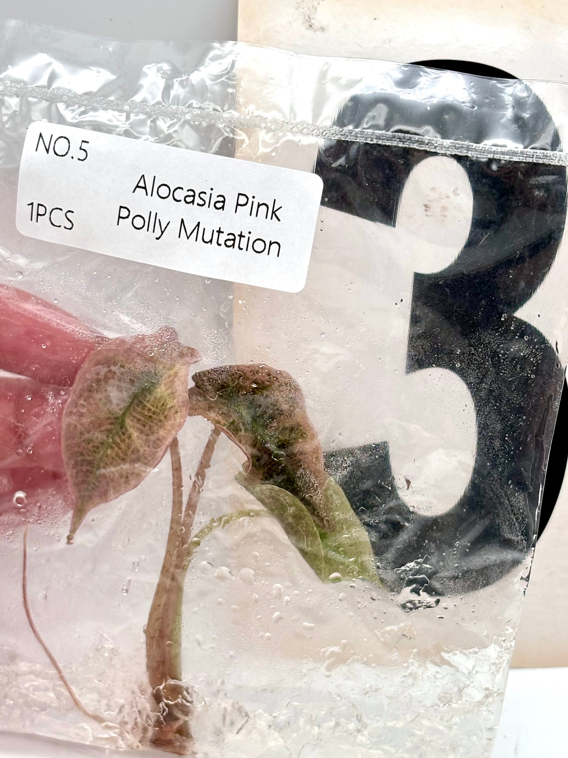 TC - Alocasia Polly Pink Mutation