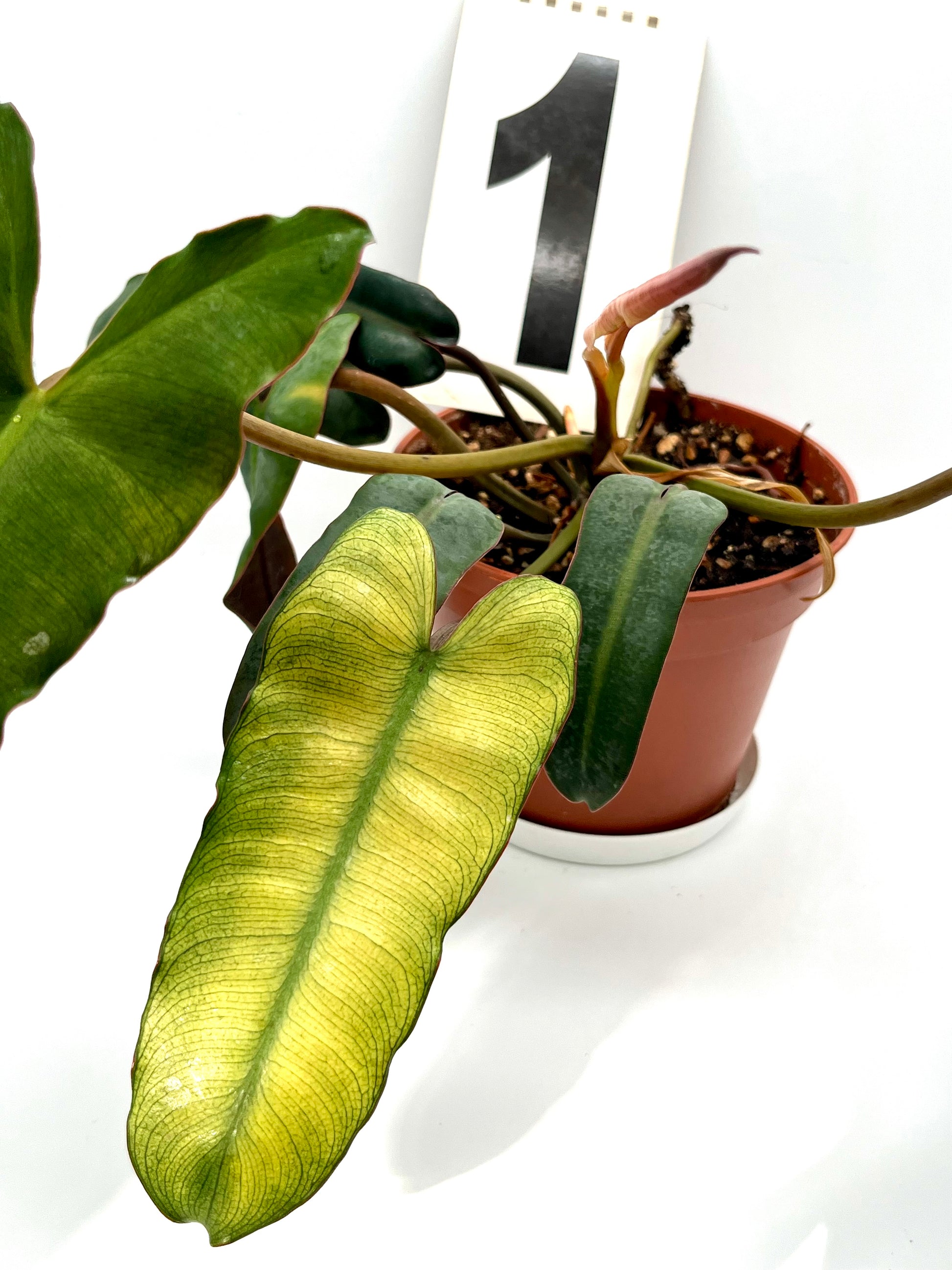 Philodendron Billietiae Mint-Blue-Gray Hybrid