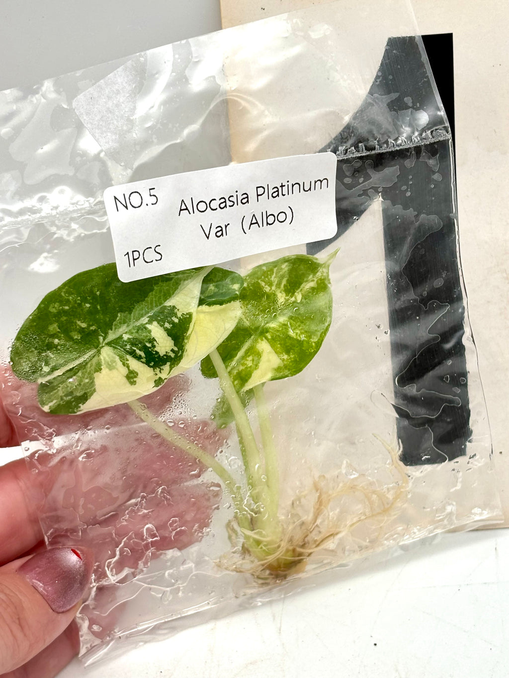 TC - Alocasia Platinum Albo Variegata