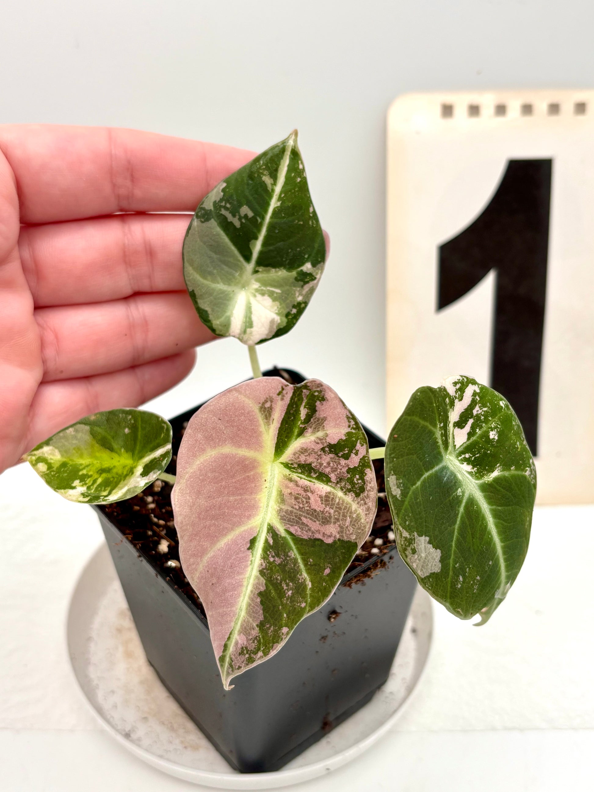 Alocasia Black Velvet Variegata Pflanze mit schwarzen und weißen Blättern, exotische Zimmerpflanze von Exotic-Flowers