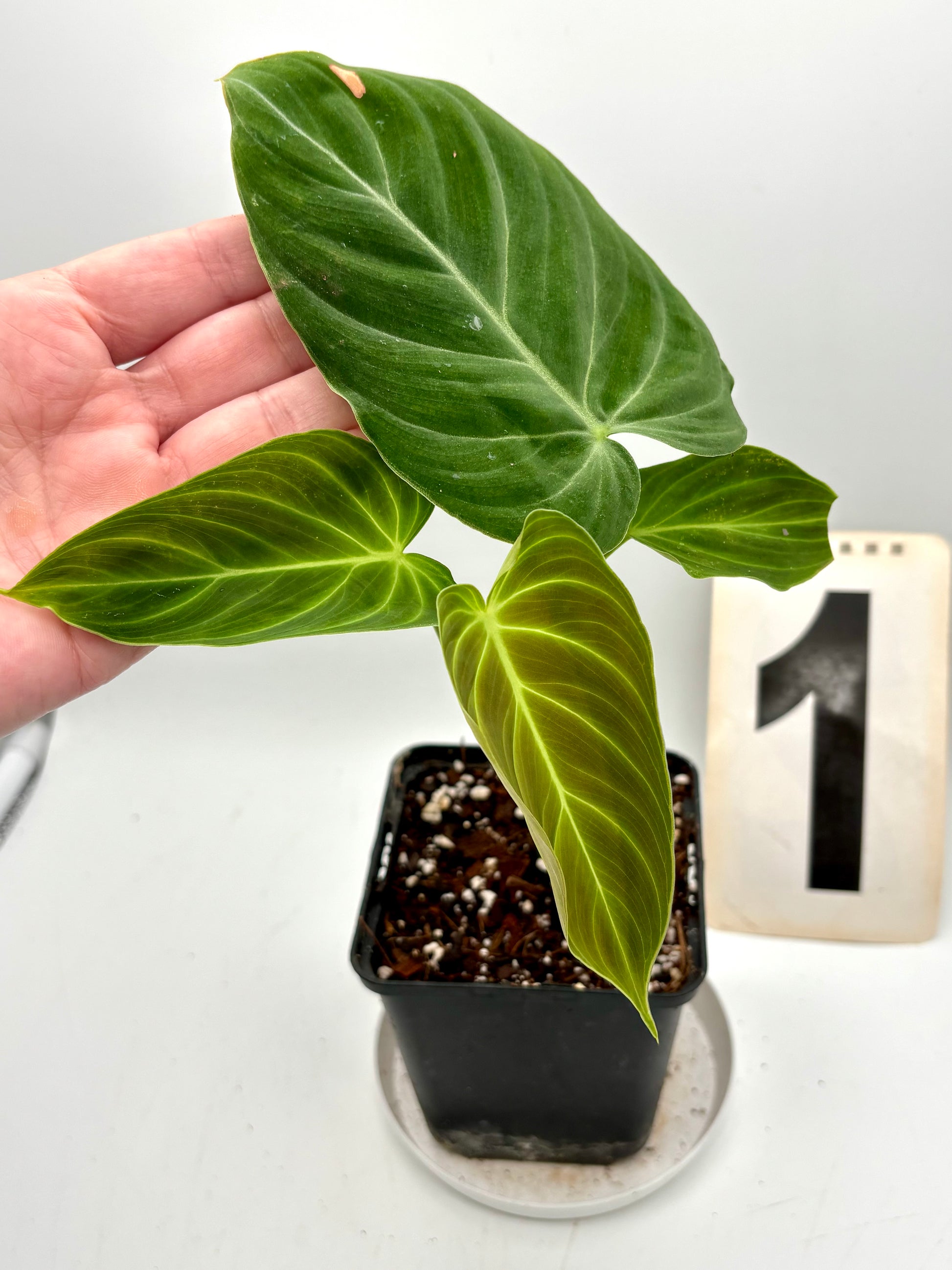 Philodendron Splendid - Exotic-Flowers