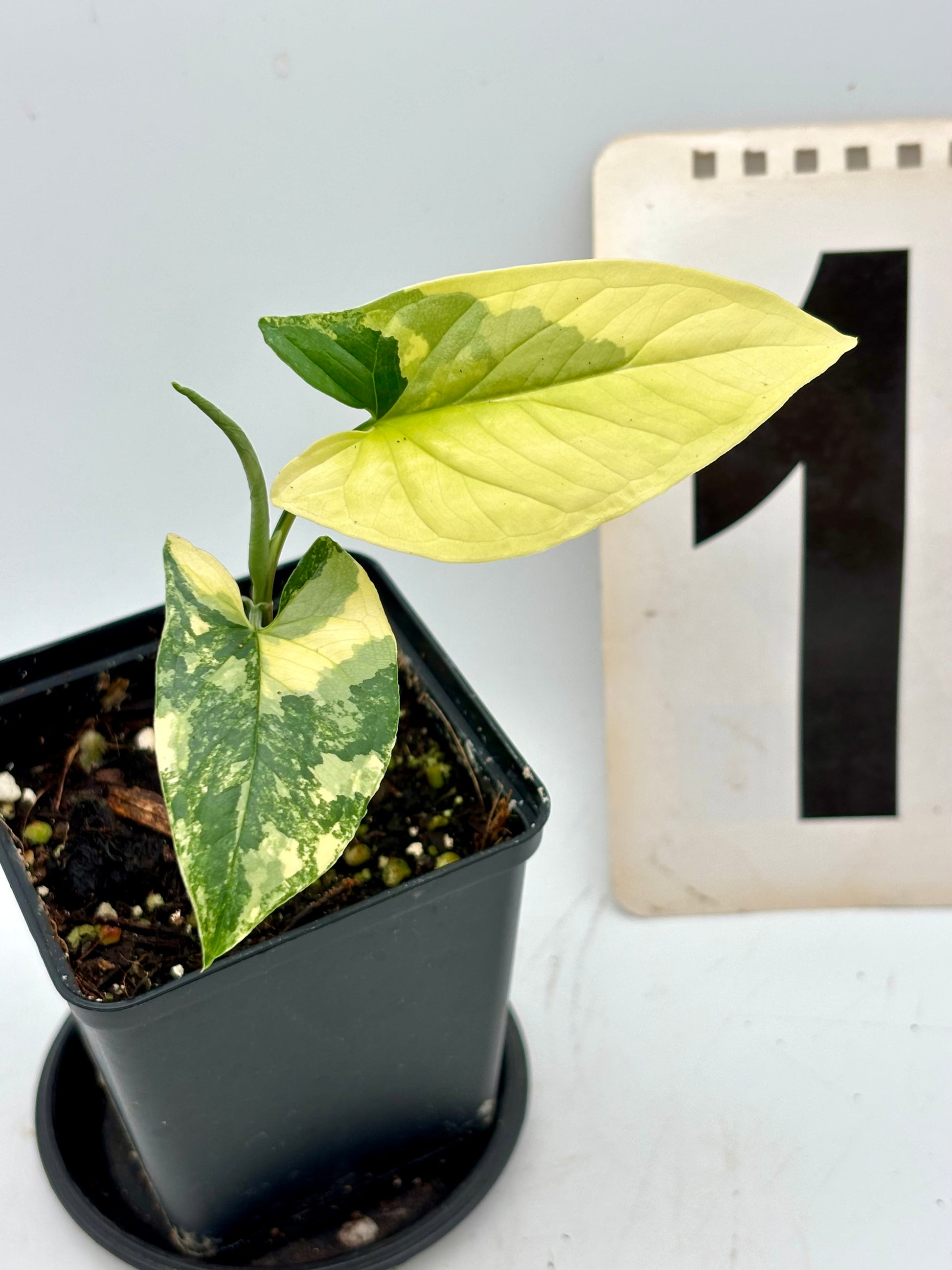 Gelbe Syngonium Aurea Pflanze von Exotic-Flowers mit grünen Blättern und attraktiver Blattzeichnung, Nahaufnahme.