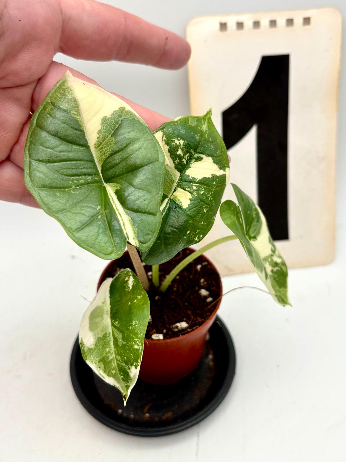 Alocasia Platinum Albo Variegata