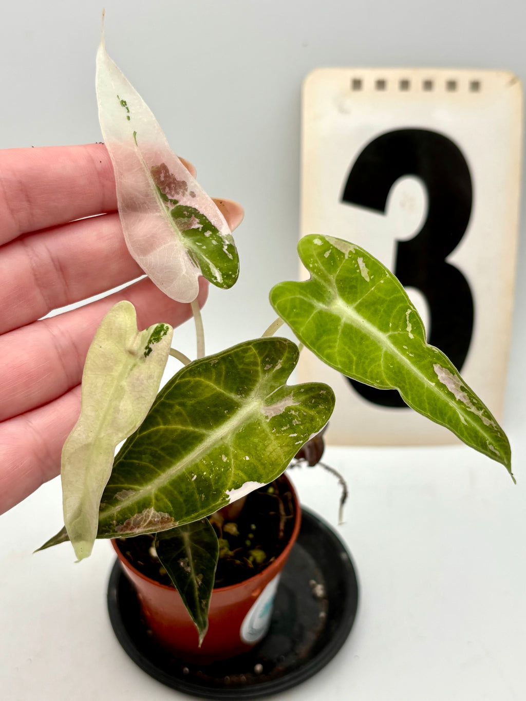 Alocasia Bambino Variegata Pflanze von Exotic-Flowers mit grünen und weißen variegierten Blättern, Nahaufnahme der Pflanze