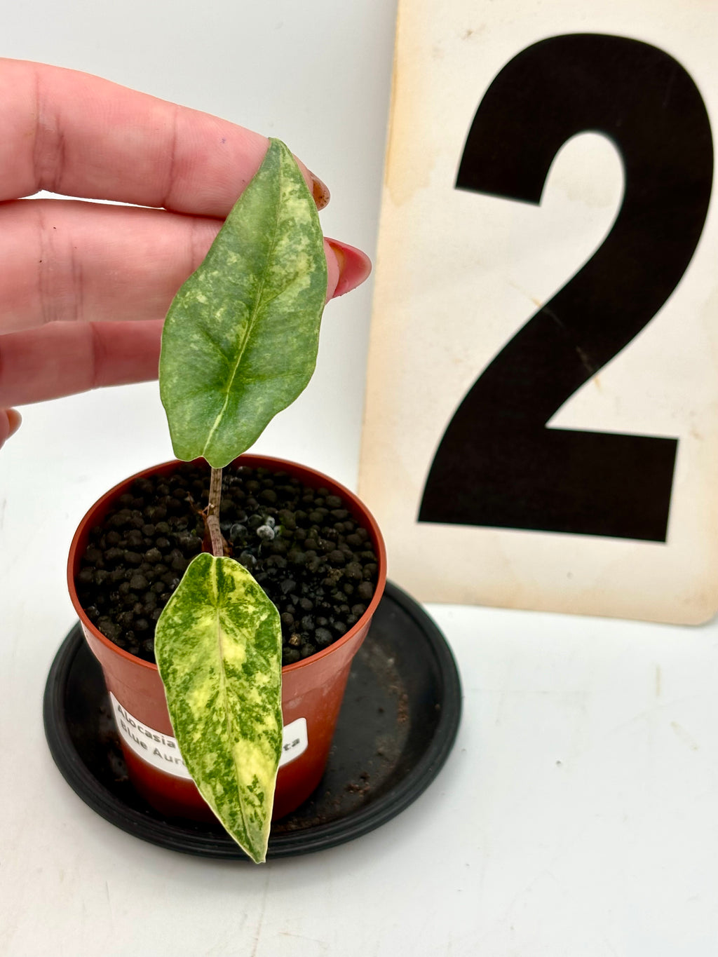 Alocasia Metallic Blue Aurea Variegata Pflanze mit bläulichen, metallischen Blättern und goldenen Variegationsmustern, exotische Zimmerpflanze