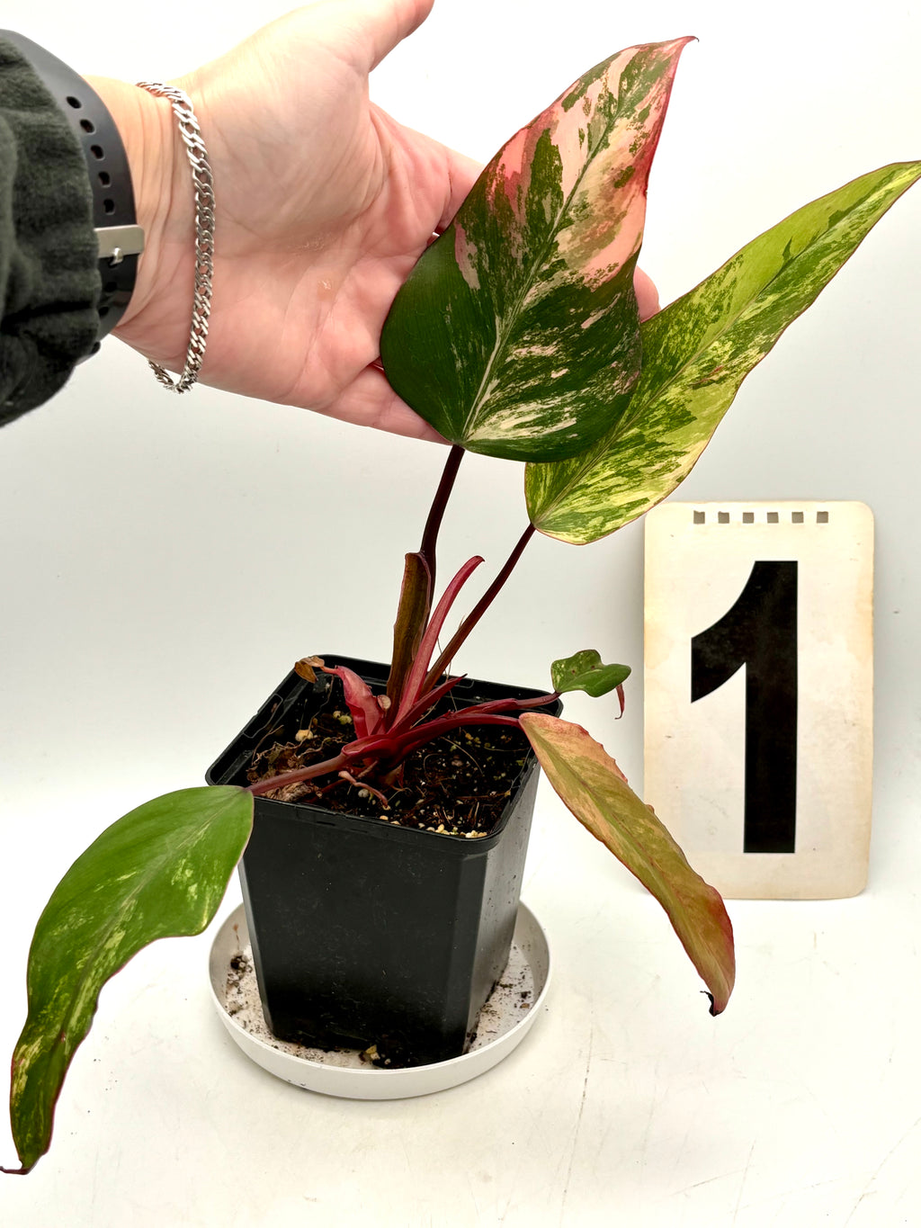 Philodendron Strawberry Shake