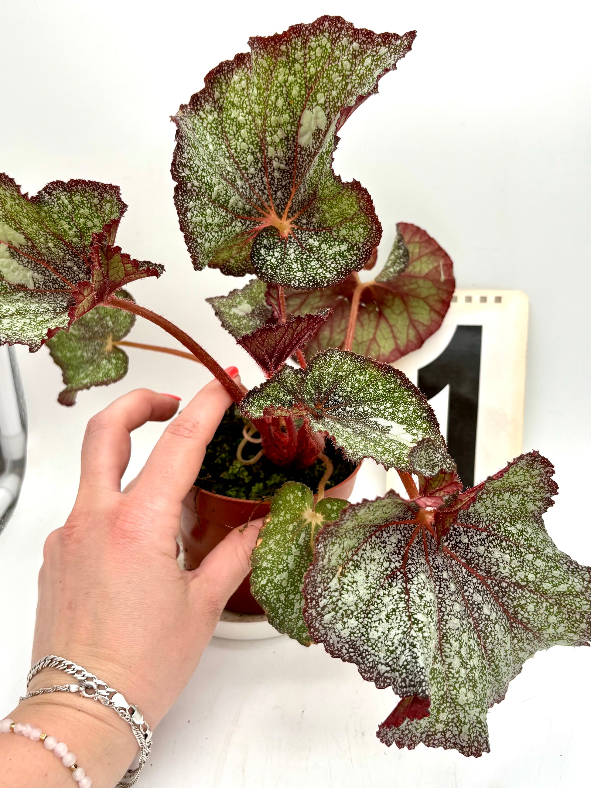 Mehrere Begonien Speckled Blüten der Marke Exotic-Flowers in einem Topf mit grünen Blättern.