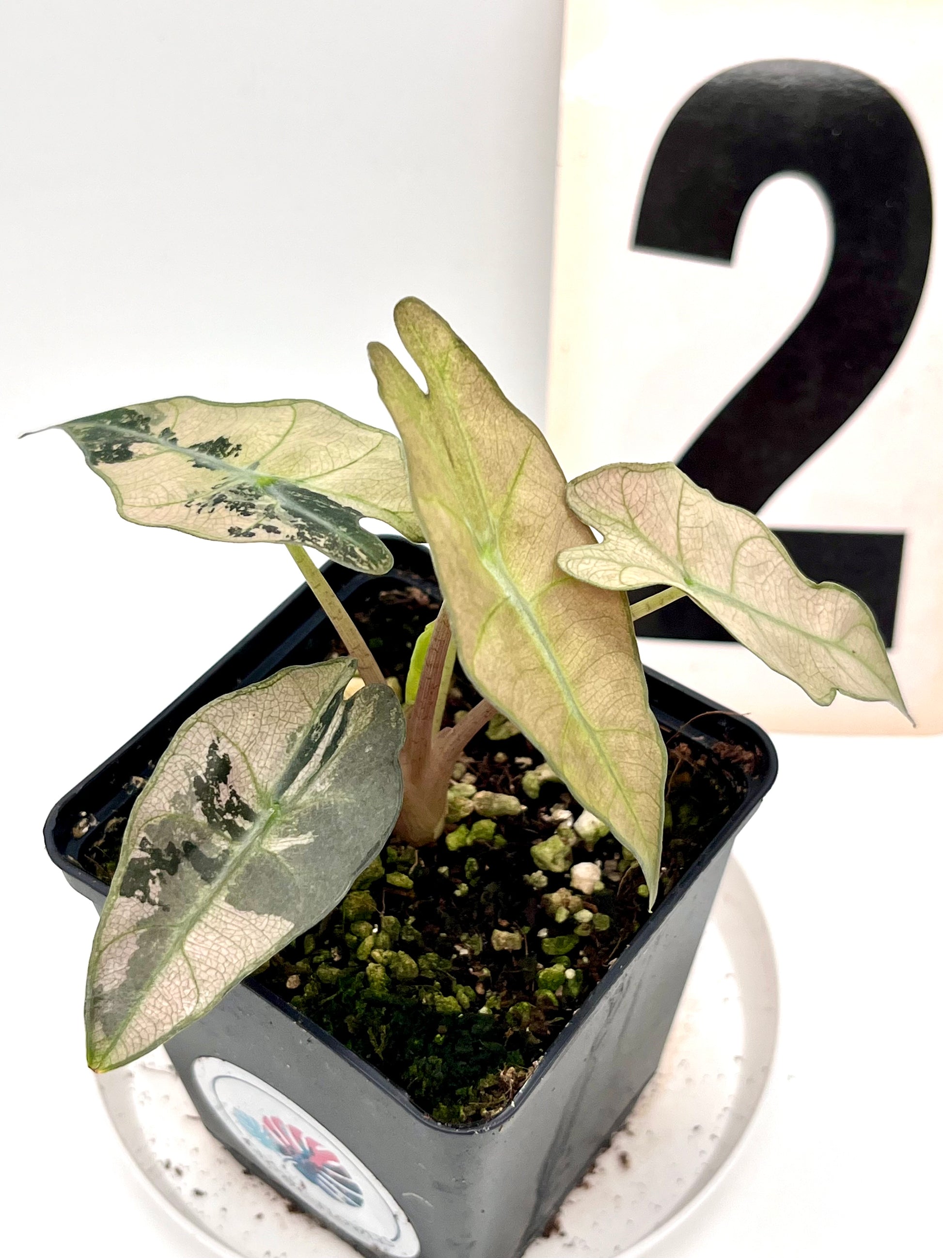 Alocasia Polly Variegata